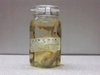 藏品(平鰺)的圖片